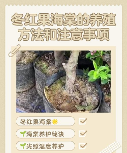 家里阳光不足怎么养花，选对植物种类，掌握养护技巧