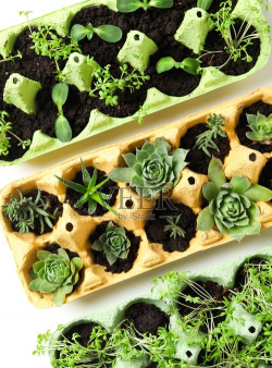 家里阳光不足怎么养花，选对植物种类，掌握养护技巧