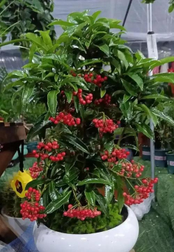 家里阳光不足怎么养花，选对植物种类，掌握养护技巧