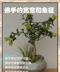家里阳光不足怎么养花，选对植物种类，掌握养护技巧