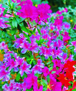 家里阳光不足怎么养花，选对植物种类，掌握养护技巧