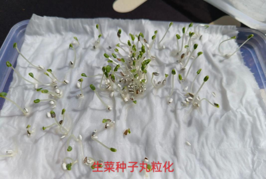 家里阳光不足怎么养花，选对植物种类，掌握养护技巧