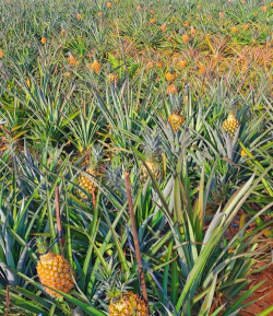 家里阳光不足怎么养花，选对植物种类，掌握养护技巧