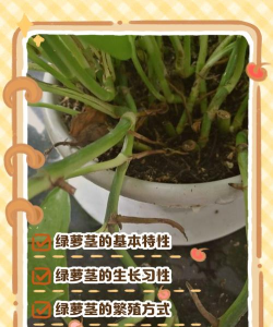 家里阳光不足怎么养花，选对植物种类，掌握养护技巧