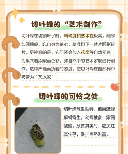 家里阳光不足怎么养花，选对植物种类，掌握养护技巧