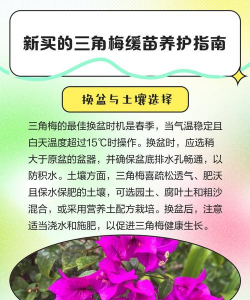 家里阳光不足怎么养花，选对植物种类，掌握养护技巧