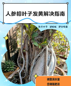 家里阳光不足怎么养花，选对植物种类，掌握养护技巧
