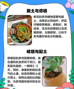 家里阳光不足怎么养花，选对植物种类，掌握养护技巧