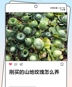 家里阳光不足怎么养花，选对植物种类，掌握养护技巧