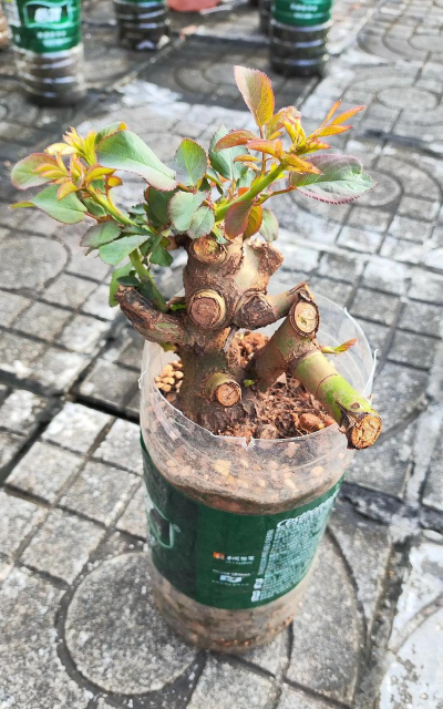 家里阳光不足怎么养花，选对植物种类，掌握养护技巧