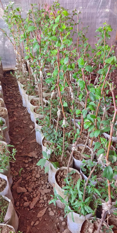 家里阳光不足怎么养花，选对植物种类，掌握养护技巧