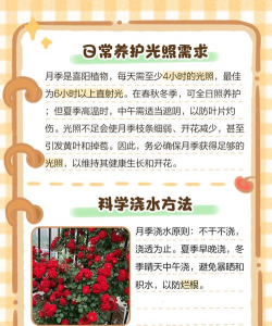 家里阳光不足怎么养花，选对植物种类，掌握养护技巧