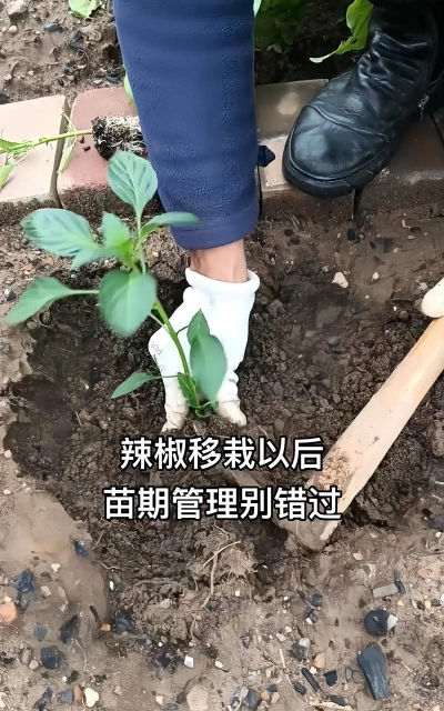家里阳光不足怎么养花，选对植物种类，掌握养护技巧