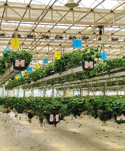 家里阳光不足怎么养花，选对植物种类，掌握养护技巧