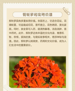 家里阳光不足怎么养花，选对植物种类，掌握养护技巧
