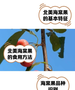 家里阳光不足怎么养花，选对植物种类，掌握养护技巧