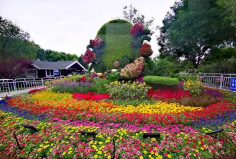 家里阳光不足怎么养花，选对植物种类，掌握养护技巧