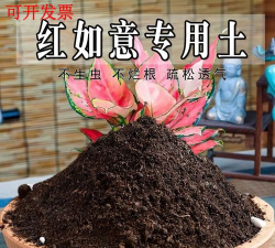 家里阳光不足怎么养花，选对植物种类，掌握养护技巧