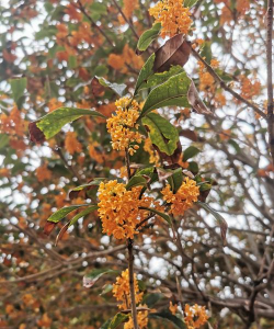 家里阳光不足怎么养花，选对植物种类，掌握养护技巧