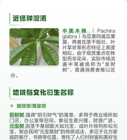 家里阳光不足怎么养花，选对植物种类，掌握养护技巧