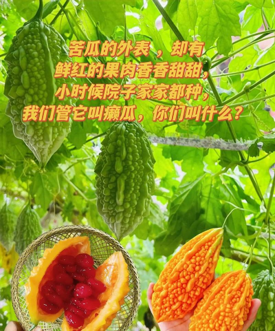 家里阳光不足怎么养花，选对植物种类，掌握养护技巧