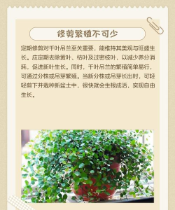 家里阳光不足怎么养花，选对植物种类，掌握养护技巧
