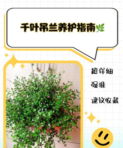 家里阳光不足怎么养花，选对植物种类，掌握养护技巧