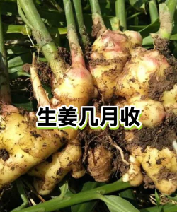 家里阳光不足怎么养花，选对植物种类，掌握养护技巧