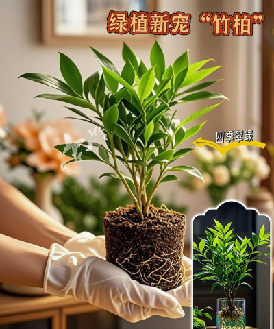 家里阳光不足怎么养花，选对植物种类，掌握养护技巧