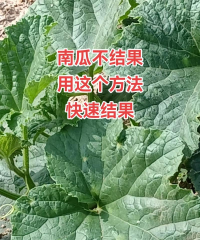 家里阳光不足怎么养花，选对植物种类，掌握养护技巧