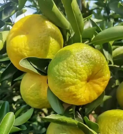 六月份有橘子吗