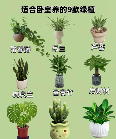 家里阳光不足怎么养花，选对植物种类，掌握养护技巧