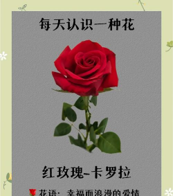 家里阳光不足怎么养花，选对植物种类，掌握养护技巧