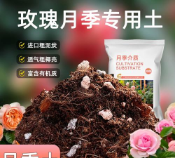 家里阳光不足怎么养花，选对植物种类，掌握养护技巧