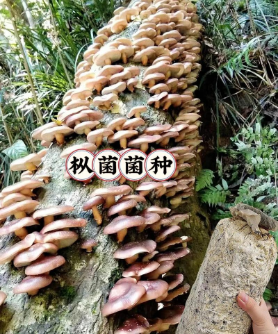 家里阳光不足怎么养花，选对植物种类，掌握养护技巧