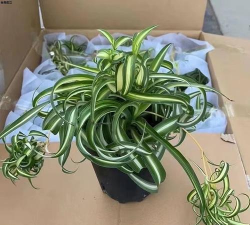 小众送妈妈的花有哪些花