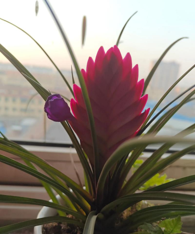 小众送妈妈的花有哪些花