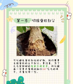 家里阳光不足怎么养花，选对植物种类，掌握养护技巧