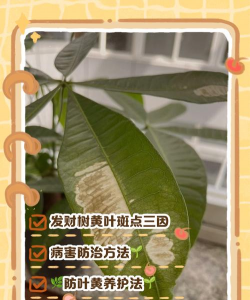 家里阳光不足怎么养花，选对植物种类，掌握养护技巧