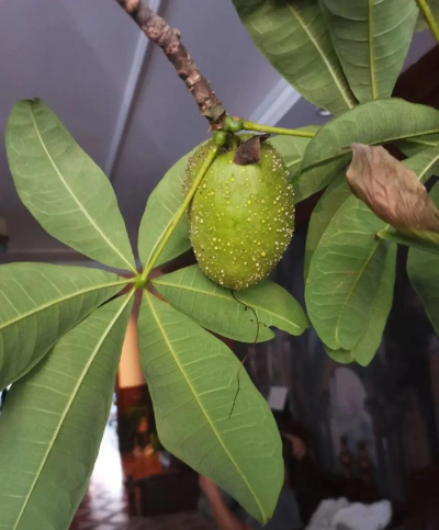 家里阳光不足怎么养花，选对植物种类，掌握养护技巧