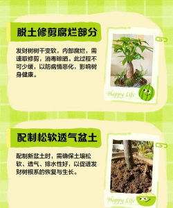 家里阳光不足怎么养花，选对植物种类，掌握养护技巧