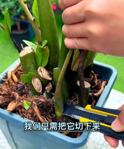 家里阳光不足怎么养花，选对植物种类，掌握养护技巧