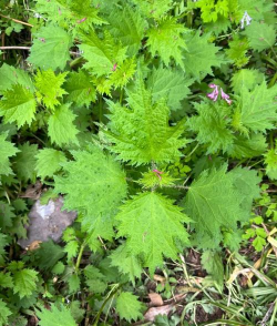 荨麻草长什么样子
