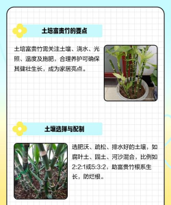 家里阳光不足怎么养花，选对植物种类，掌握养护技巧