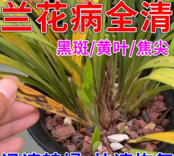 家里阳光不足怎么养花，选对植物种类，掌握养护技巧