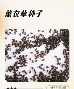 薰衣草为什么只卖种子 薰衣草为什么只卖种子