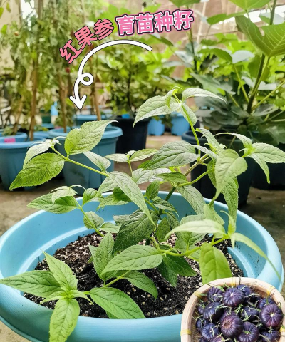 家里阳光不足怎么养花，选对植物种类，掌握养护技巧