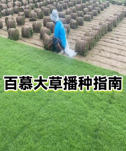 家里阳光不足怎么养花，选对植物种类，掌握养护技巧
