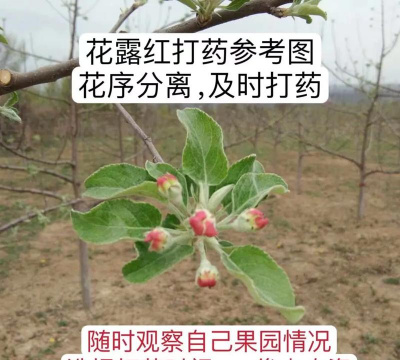 家里阳光不足怎么养花，选对植物种类，掌握养护技巧