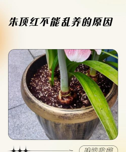 家里阳光不足怎么养花，选对植物种类，掌握养护技巧